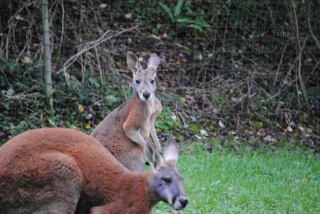 (3) Le kangourou roux.