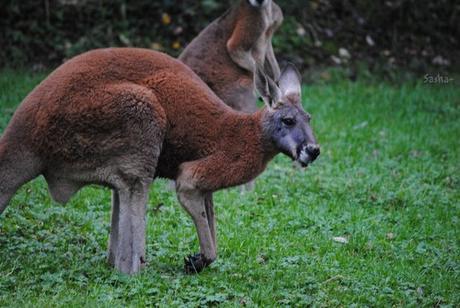 (1) Le kangourou roux.