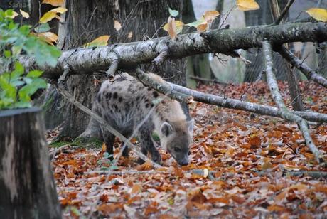 (1) La hyène tachetée.