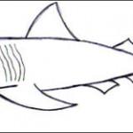 dessin de requin