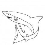 dessin de requin
