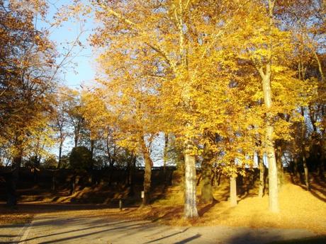 automne, autumn, fall, leaves, feuilles, arbres, trees, yellow, jaune, red, rouge, light, lumière, feuilles mortes, dead leaves