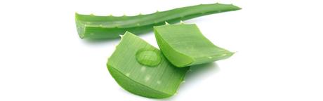 OURSPOLAIREBLANC SUR FOND BLANC - copie 3