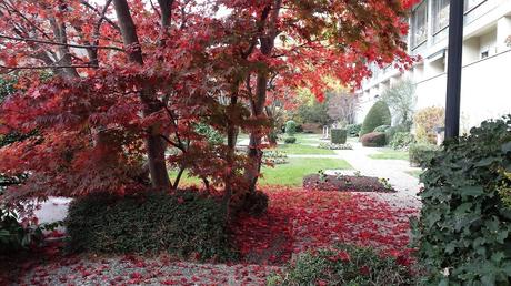 Journal décalé de novembre, au Vésinet et à Lausanne