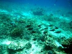 Snorkeling a Gili Trawangan - Balisolo (28)