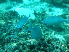 Snorkeling a Gili Trawangan - Balisolo (29)