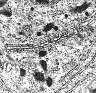 #trendsincellbiology #polaritécellulaire #golgi #GTPase Cdc42 et polarité cellulaire : émergence du rôle du Golgi