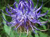 autre Raiponce délicate