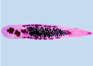 PLAIES CHRONIQUES: Le ver parasite et cancérigène qui booste la cicatrisation – PLOS Pathogens