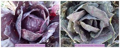 Chou rouge braisé et Boulgour au Champignon (Vegan)