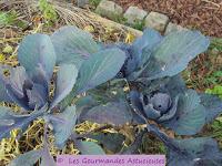 Chou rouge braisé et Boulgour au Champignon (Vegan)