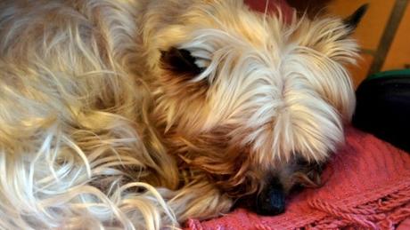 En sommeil depuis quatre ans déjà...