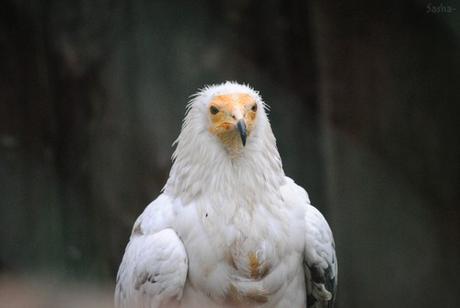 (2) Le vautour percnoptère.