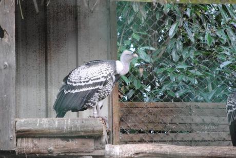 (2) Le vautour à dos blanc.