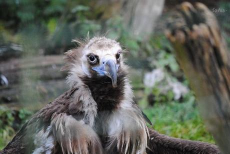(1) Le vautour moine.