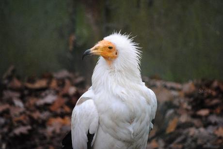 (4) Le vautour percnoptère.