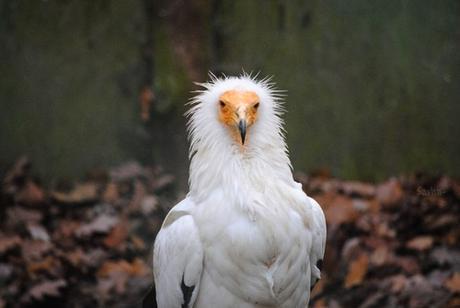 (1) Le vautour percnoptère.