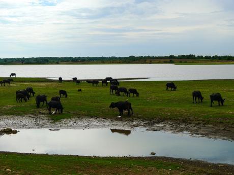 Voyage au Sri Lanka