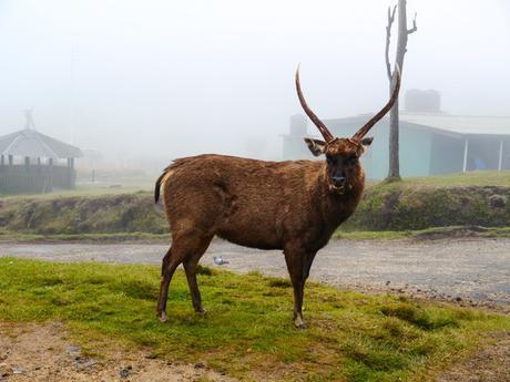 Rencontre... à Horton Plains, Sri Lanka