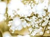 conte fêtes Meurice