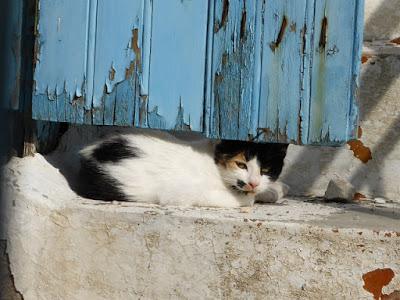 La Grèce, pays des chats ?