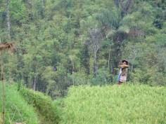 Balade dans les rizères de Langgahan avec Made Ocong - Balisolo (17)