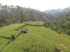 Balade dans les rizères de Langgahan avec Made Ocong - Balisolo (21)