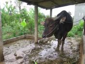 Balade dans les rizères de Langgahan avec Made Ocong - Balisolo (3)
