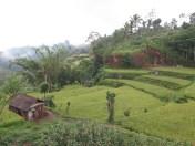 Balade dans les rizères de Langgahan avec Made Ocong - Balisolo (20)