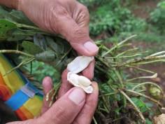 Balade dans les rizères de Langgahan avec Made Ocong - Balisolo (7)