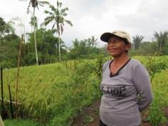 Balade dans les rizères de Langgahan avec Made Ocong - Balisolo (15)