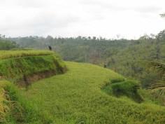 Balade dans les rizères de Langgahan avec Made Ocong - Balisolo (14)