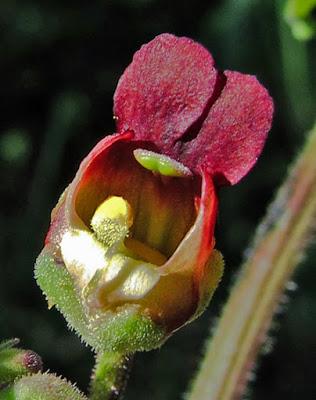 Minuscule fleur de Scrophulaire