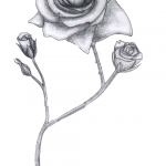 illustration de rose