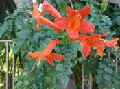 Végétation grecque