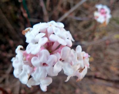 Floraisons de Noël au jardin botanique de Munich
