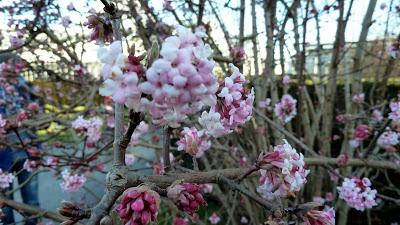 Floraisons de Noël au jardin botanique de Munich