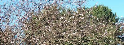 Floraisons de Noël au jardin botanique de Munich