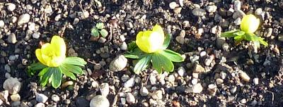 Floraisons de Noël au jardin botanique de Munich