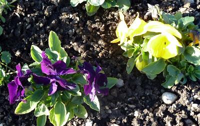 Floraisons de Noël au jardin botanique de Munich