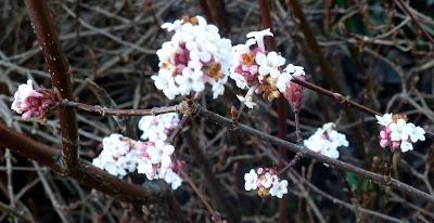 Floraisons de Noël au jardin botanique de Munich
