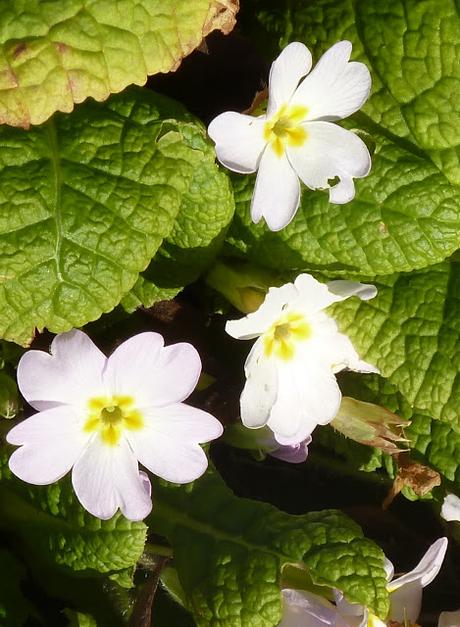 Floraisons de Noël au jardin botanique de Munich