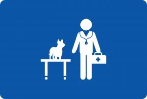 Un crapaud venimeux survit après avoir été avalé par un chien