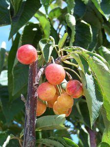 H_tel_aire_de_Bardenas_cerises_coeur_de_pigeon