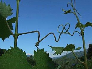 Solidarité dans la vigne