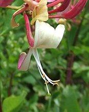 Solidarité dans la vigne