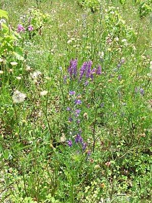Solidarité dans la vigne
