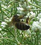 Solidarité dans la vigne