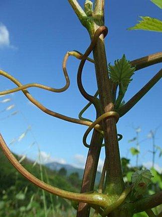 Solidarité dans la vigne
