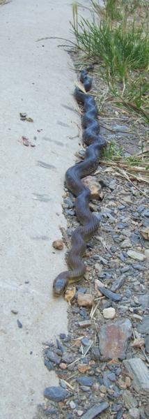 Solidarité dans la vigne